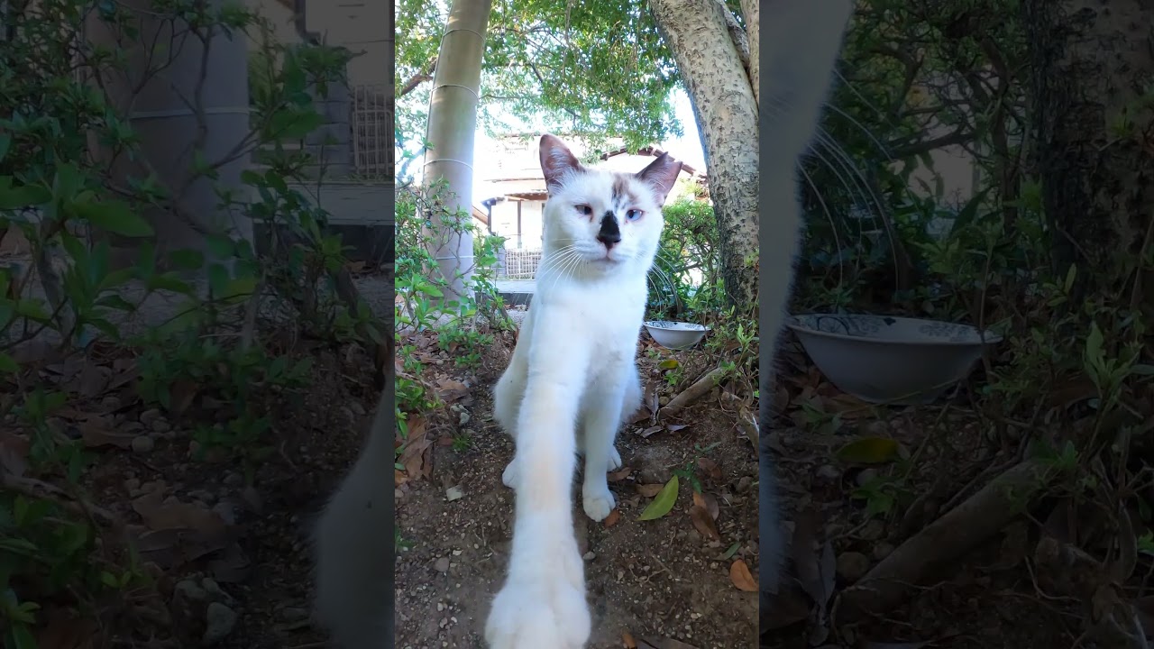 寄り目のシャム猫ちゃんがカメラを警戒する