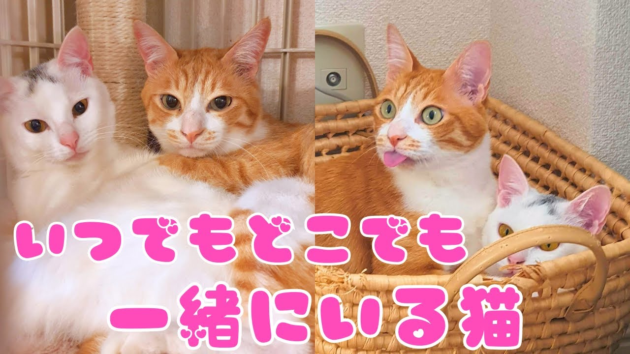 ♯123【超仲良しねこはこちら】いつでもどこでも一緒にいる猫