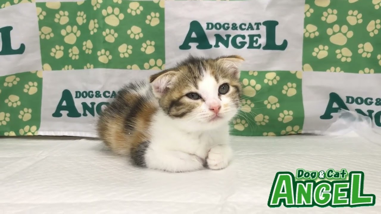 スコティッシュフォールド 2308148 【ペットショップエンゼル　子犬・子猫販売】