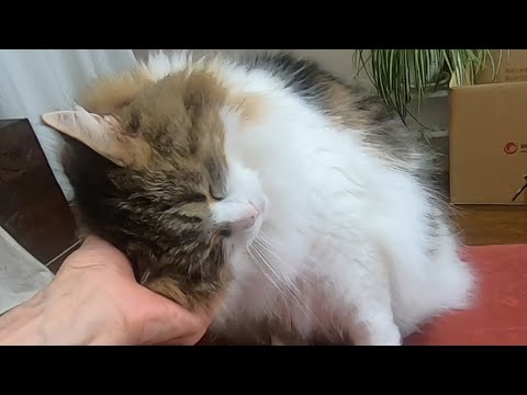 気持ち良い顔がたまらない猫/A cat with an irresistible pleasant face