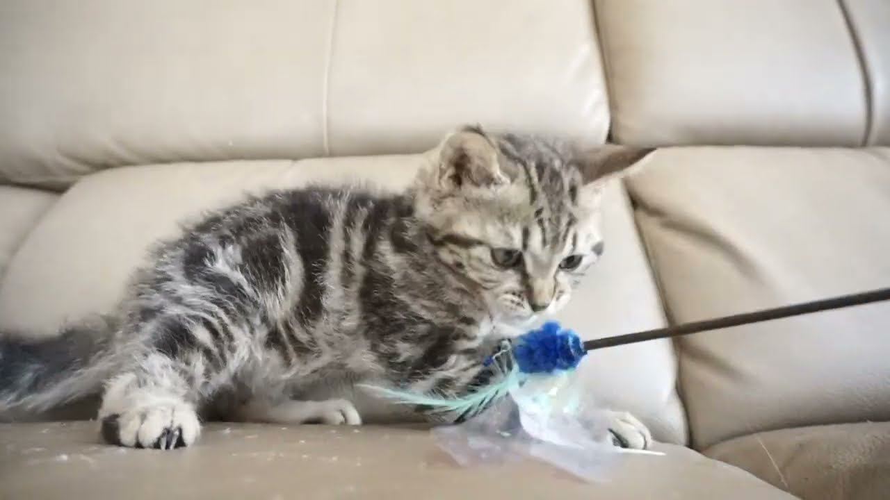 セルカークレックス子猫　2023.6.14産まれ 　ブラウンタビー　　男の子　シーダキャット猫のお店