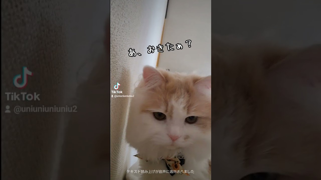 上から子ネコ #ラガマフィン #猫動画 #子猫 #cat #癒し