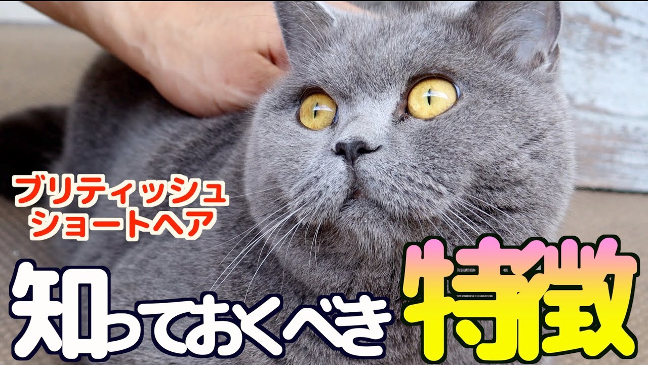 【ブリティッシュショートヘア】知っておくべき特徴〜からだ編〜