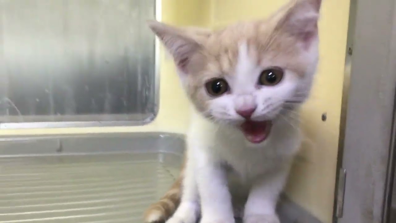 セルカークレックス 可愛い男の子です。　毛色クリームタビー&ホワイト（ショートストレートヘアー）