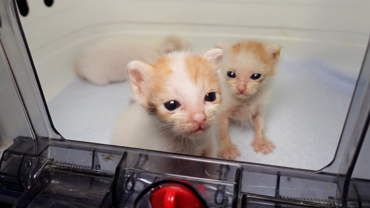 母猫とはぐれた子猫3兄妹を保護しました
