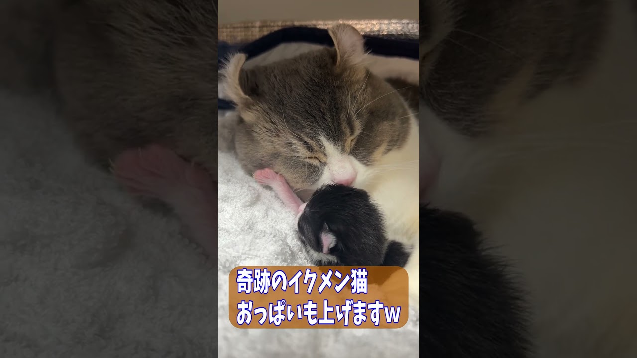 産まれたての愛娘が愛しくてたまらないイクメン猫　Father cat raising child　#Shorts