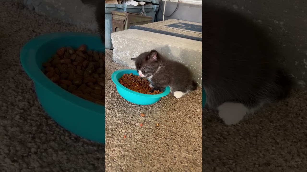 When the food coma hits! #shorts #cutekitty #kitten