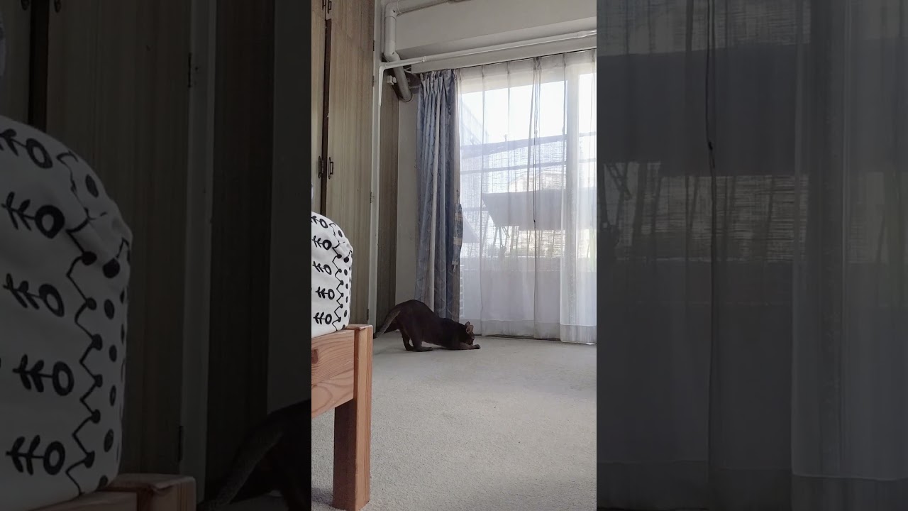 ネコ動画あび#2011　#shorts　あびの毎日　アビシニアン　あび