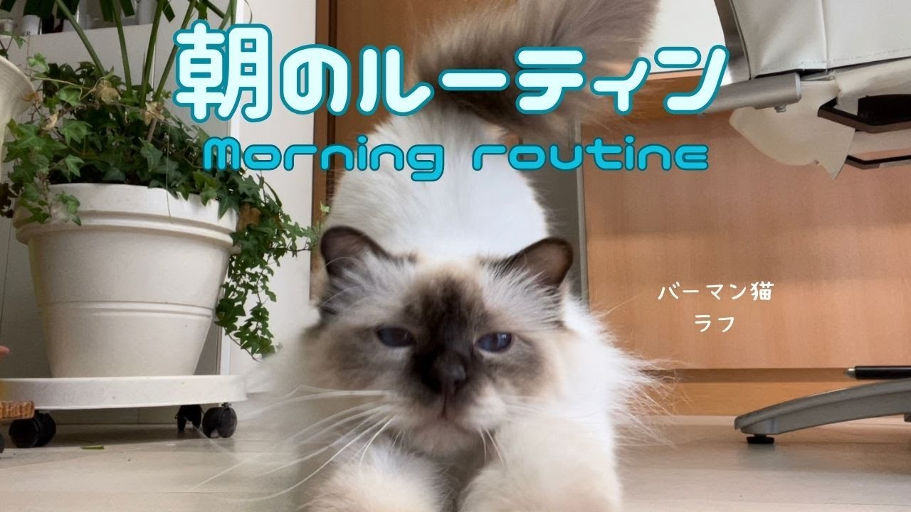 バーマン猫ラフ【朝のルーティン】Morning routine（バーマン猫）Birman/Cat