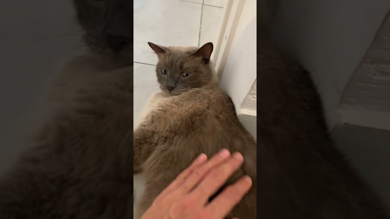 Can i go toilet? #cats #shorts