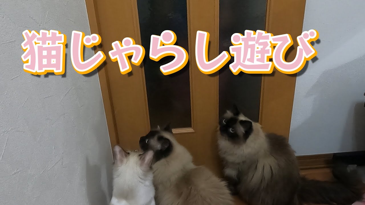 【猫】【猫のいる暮らし】猫じゃらしで遊びました　#子猫　#ヒマラヤン　#ラグドール　#猫