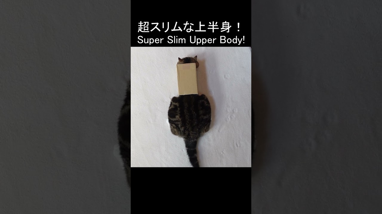 箱痩せするタイプなねこ。 #Shorts