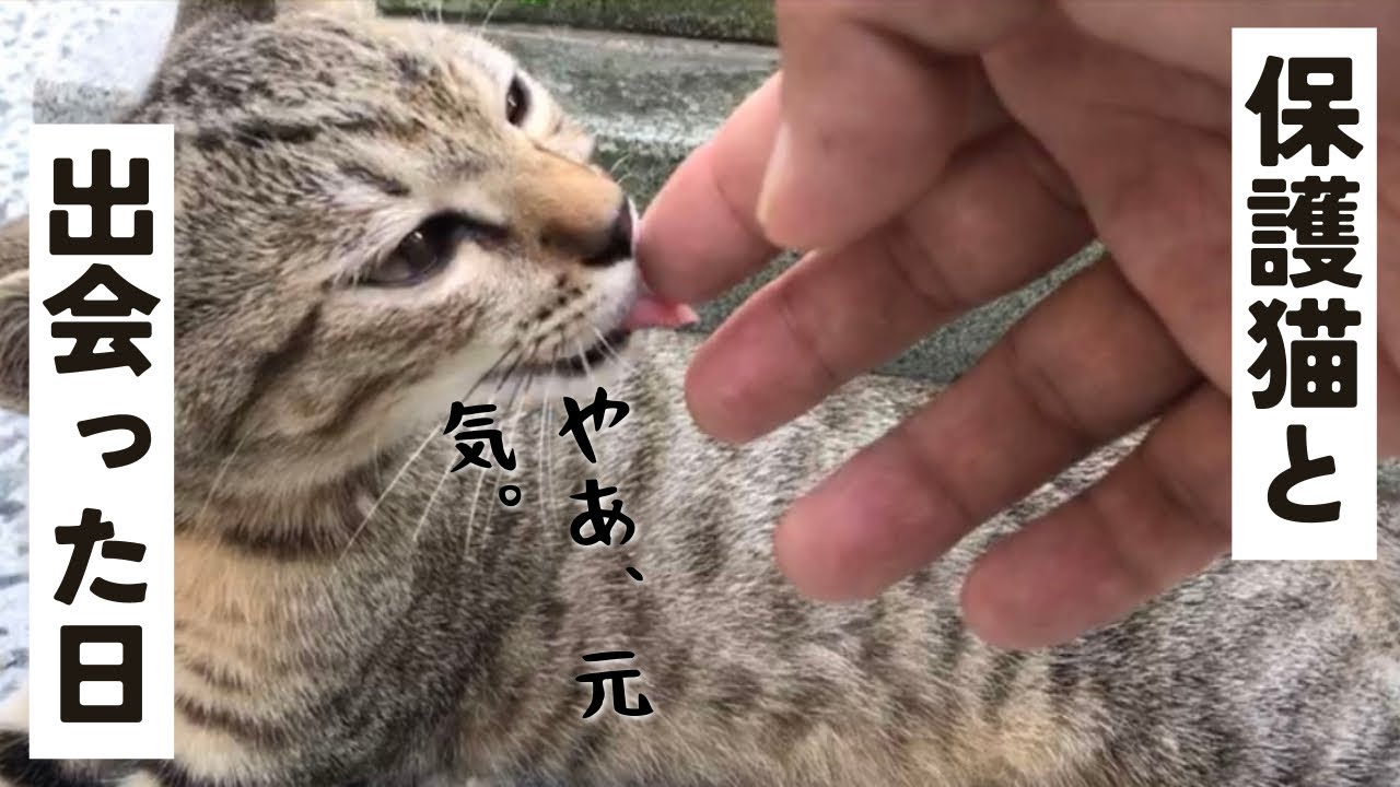 いじめられていた子猫「ミント」との出会い