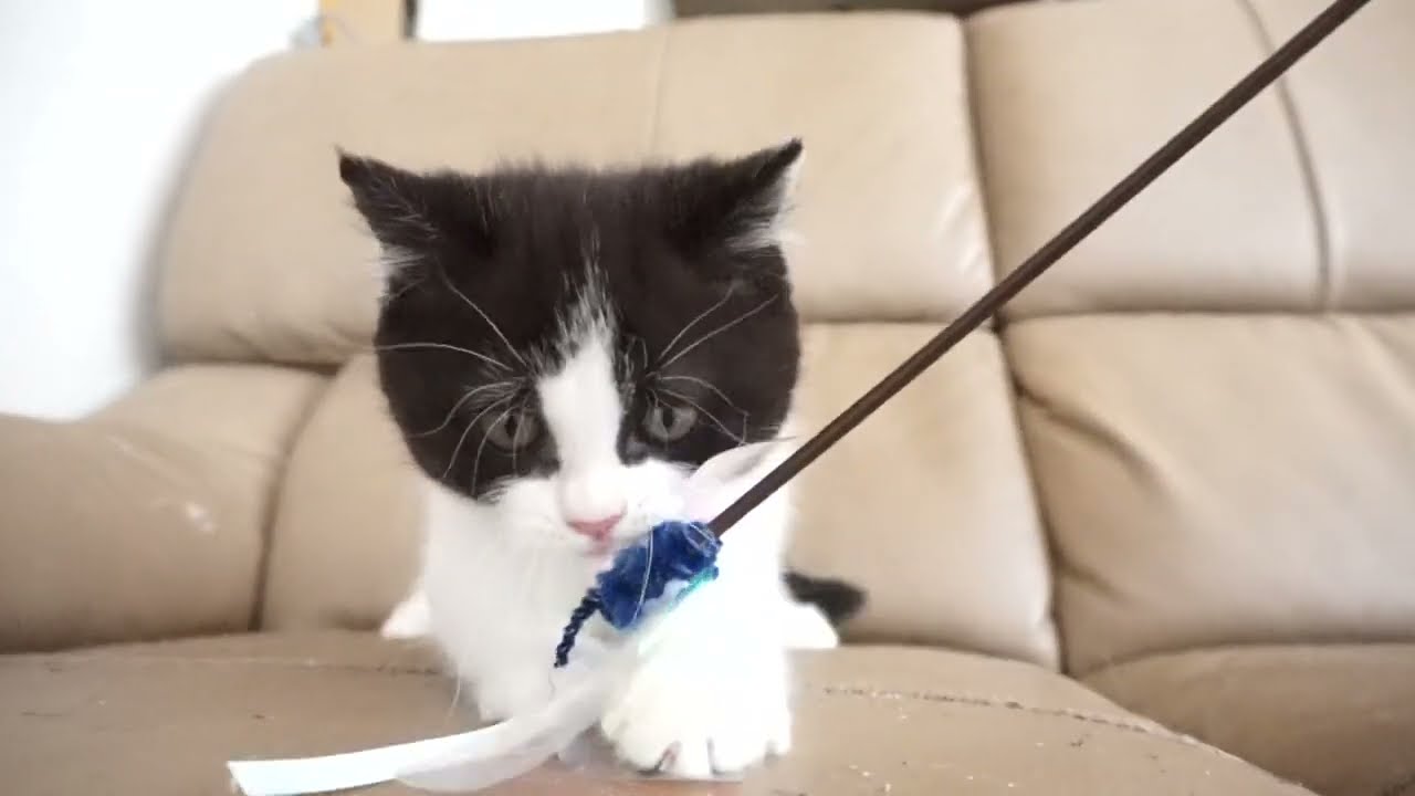 ブリティッシュショートヘアー子猫　British Shorthair　2023.6.24産まれ　ブラック&ホワイト　女の子　シーダキャット猫のお店