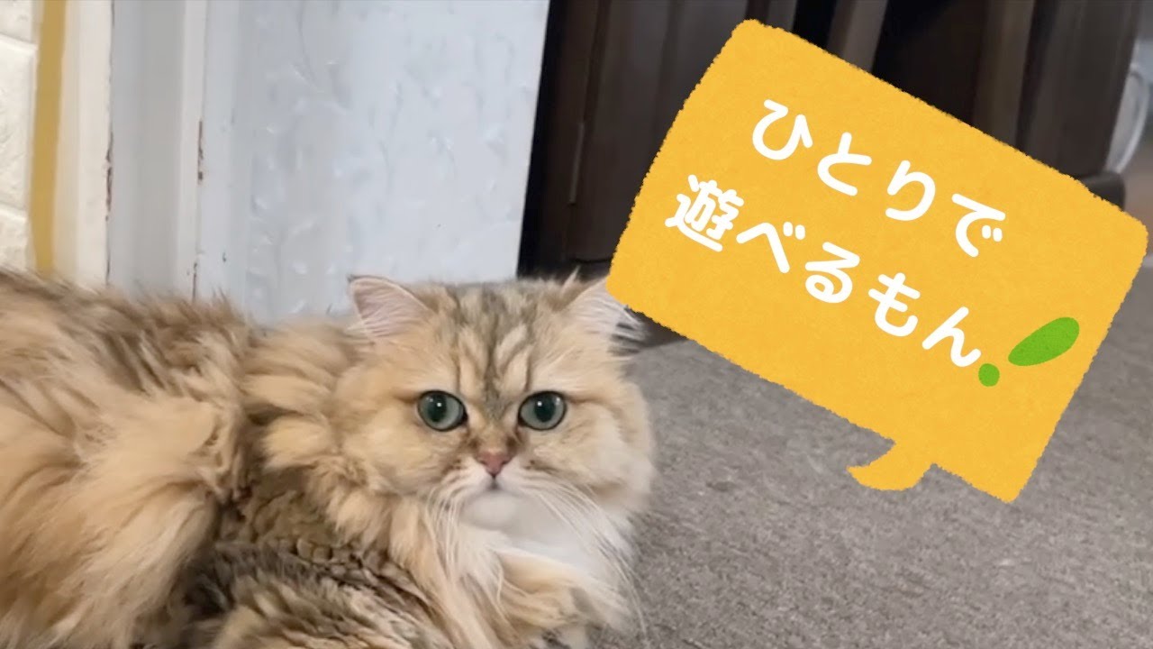 ペルシャ猫３ニャンズのモーニングルーティーン❣️毎朝こんなに可愛い行動しちゃうね♡