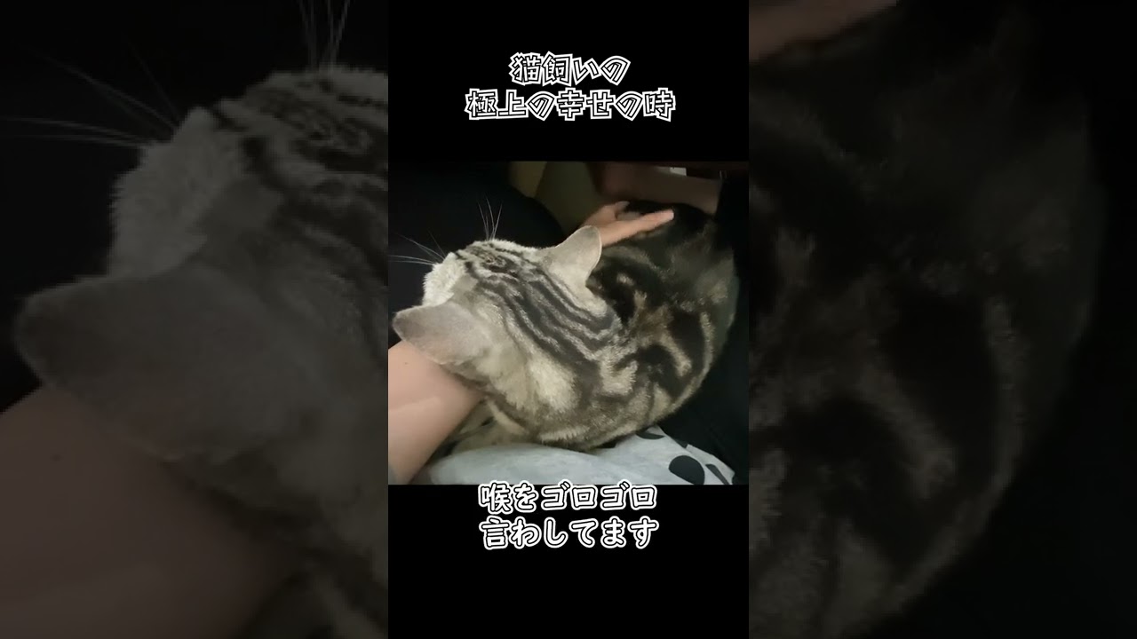 ツンデレアメショ6歳のデレの時【アメリカンショートヘアー】 #shorts