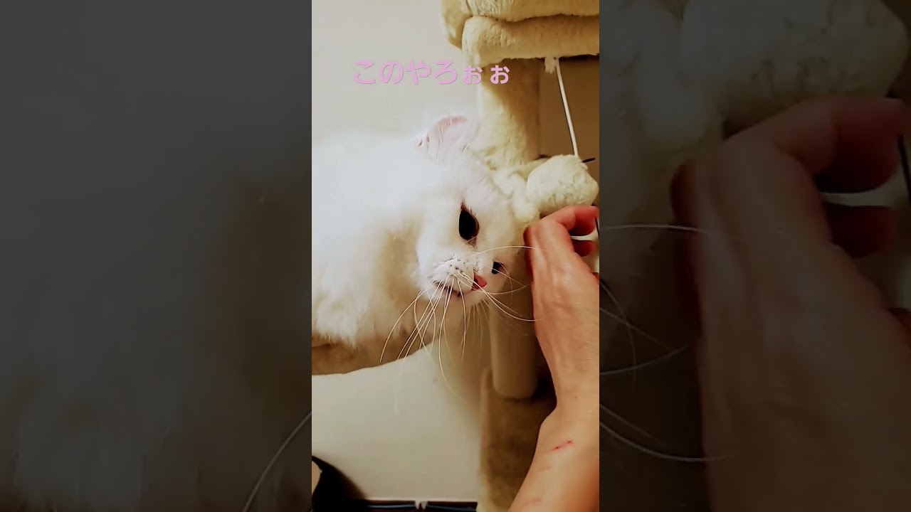 【オッドアイ幸せを運ぶねこ】あなた猫ですよね？噛みつき亀はいないはずなんですが#猫#cat#キンカロー#オッドアイ#shorts
