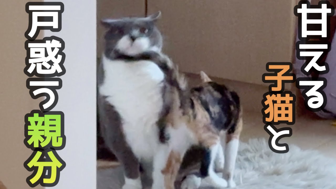 子猫が親分に甘えに行ったら親分の反応がwww