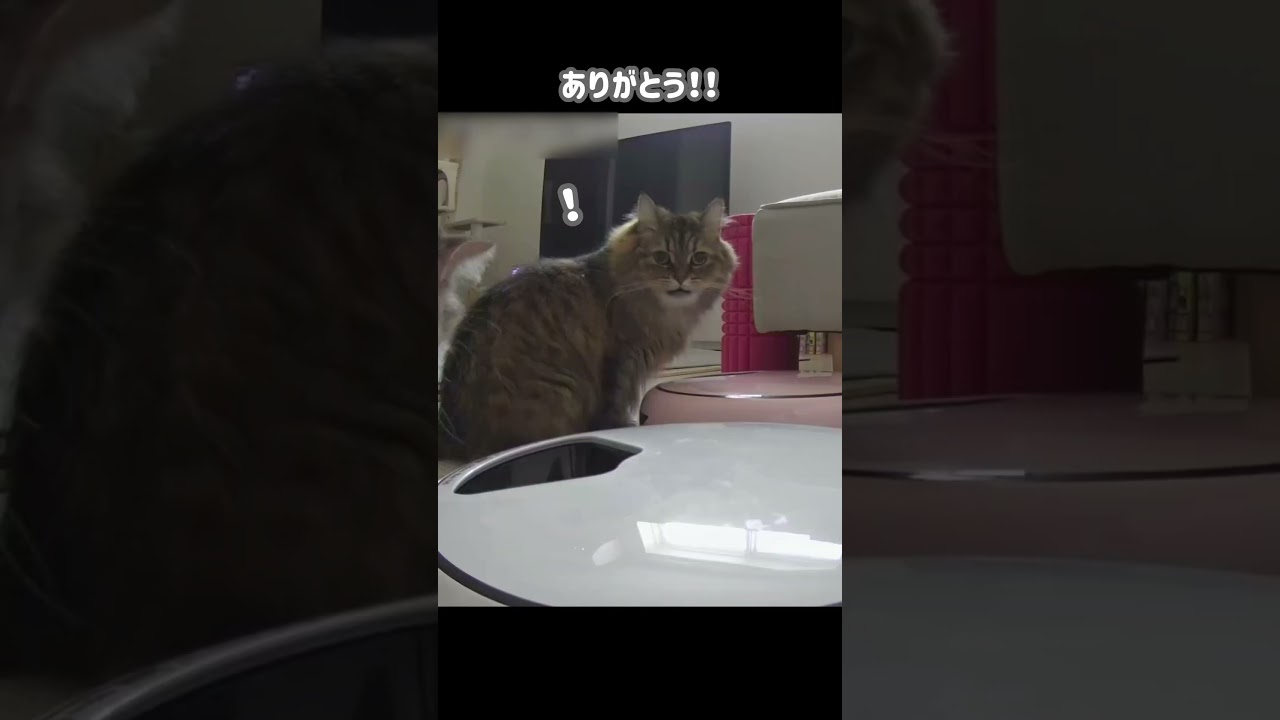 お留守番猫。カメラ越しに名前を呼んだら。。【ミヌエット＆ノルウェージャンフォレストキャット】＃Shorts