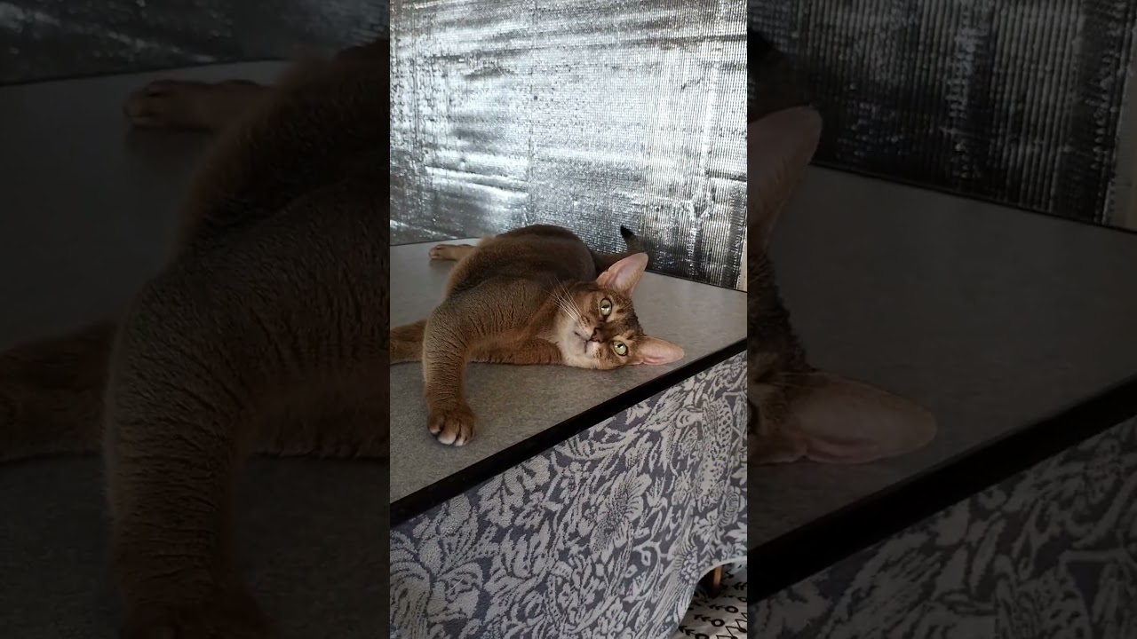 ネコ動画あび＃1908　#shorts　あびの毎日　アビシニアン　あび