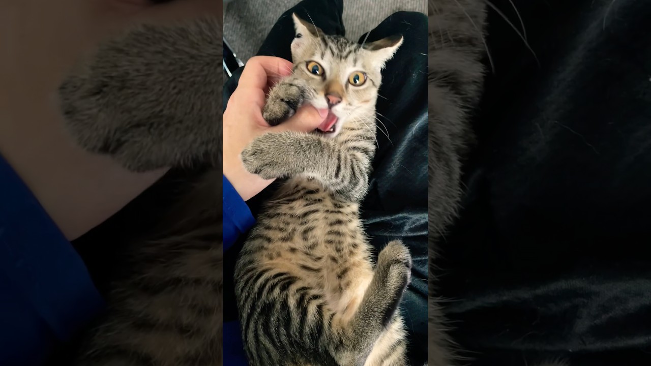 キュートないたずらっ子 #子猫