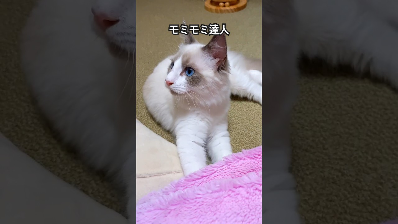 【ラグドールのわたげ】もみもみが上手くなってきた猫#shorts #猫 #ラグドール
