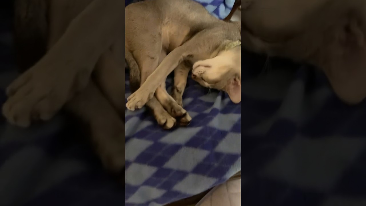 実家でのシンガプーラ兄弟の一コマ