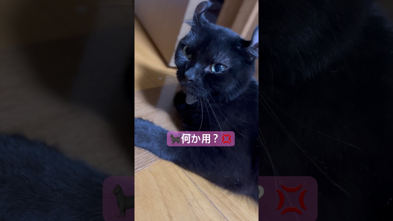 寝てる猫様にちょっかいかけたら怒られました🐈‍⬛エマ様の怒り顔も可愛い#shorts #cat #猫 #アメリカンカール #ねこ #cute #猫のいる暮らし