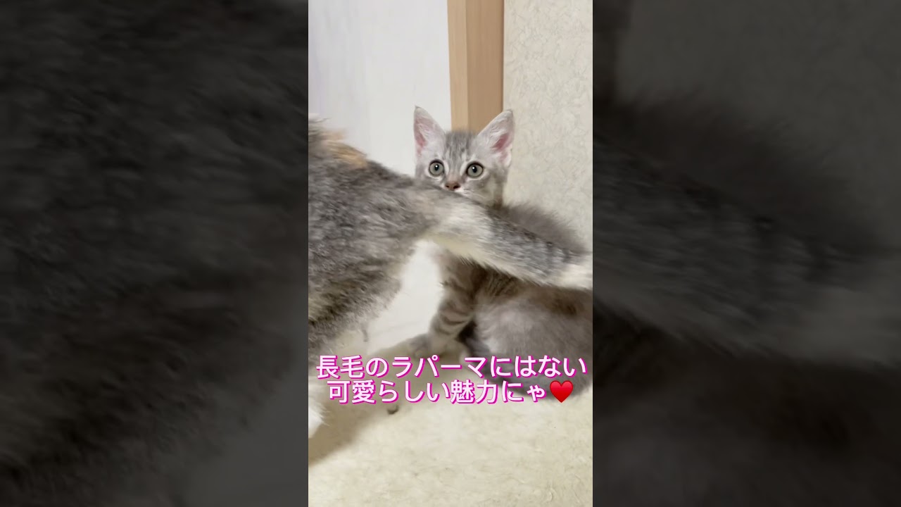 短毛ラパーマ巻き毛ちゃん🩷 【お問合せ詳細は説明欄に記載あります】 #スクーカム #ブリーダー直販 #マンチカン #ミヌエット #ラパーマ #子猫 #子猫販売 #猫 #猫のいる暮らし #猫動画