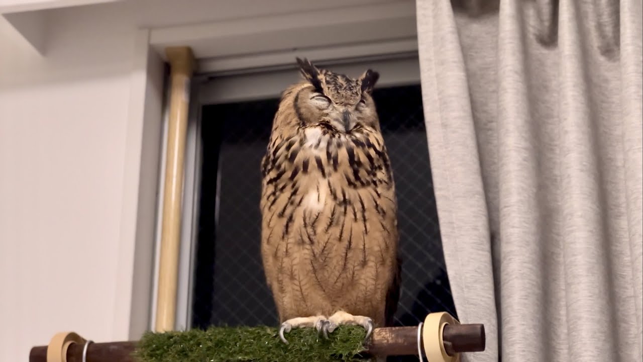 #845 フクロウの寝顔 Owl sleeping face 【ベンガルワシミミズク】