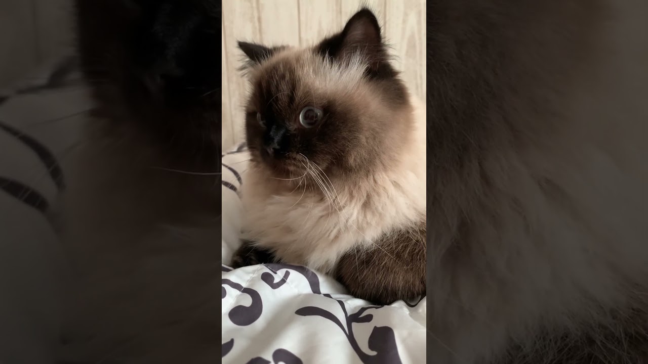 ふんっ！！！ #猫 #日常 #猫のいる生活 #ヒマラヤン #short