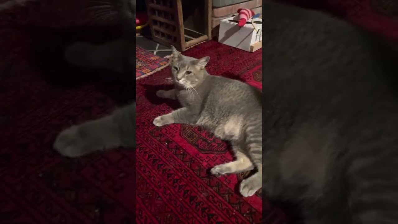 #風の猫　土間でゴロンして..　甘える猫…　#shorts