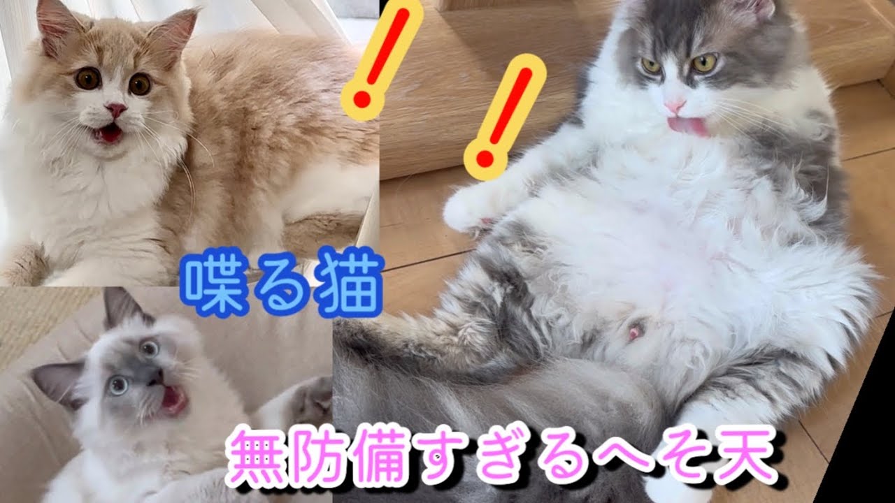 ケージの仕切りをやっと外しました！避妊手術が無事終わったので　眠くなると会話する子猫　サイベリアン　子猫　kitten siberian cat