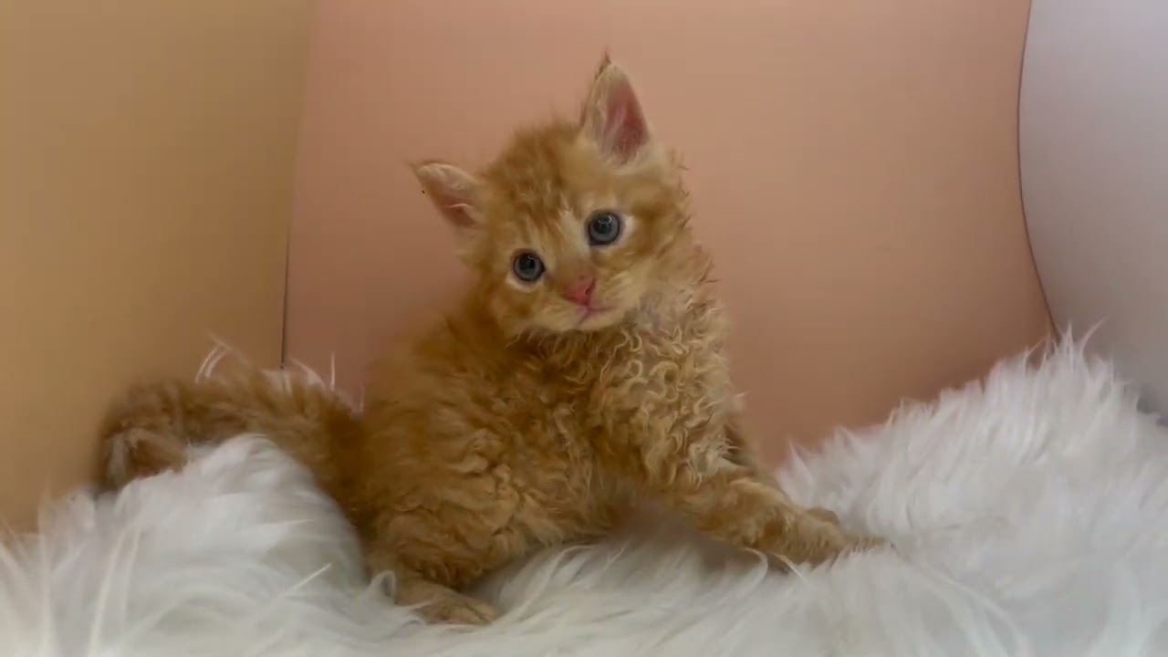 セルカークレックス 【レッドタビー】くるんとしたヘアーがチャームポイント❣️