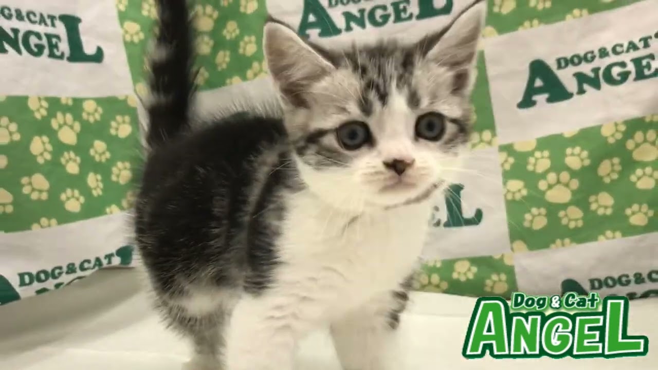 アメリカンショートヘアー 2308138 【ペットショップエンゼル　子犬・子猫販売】