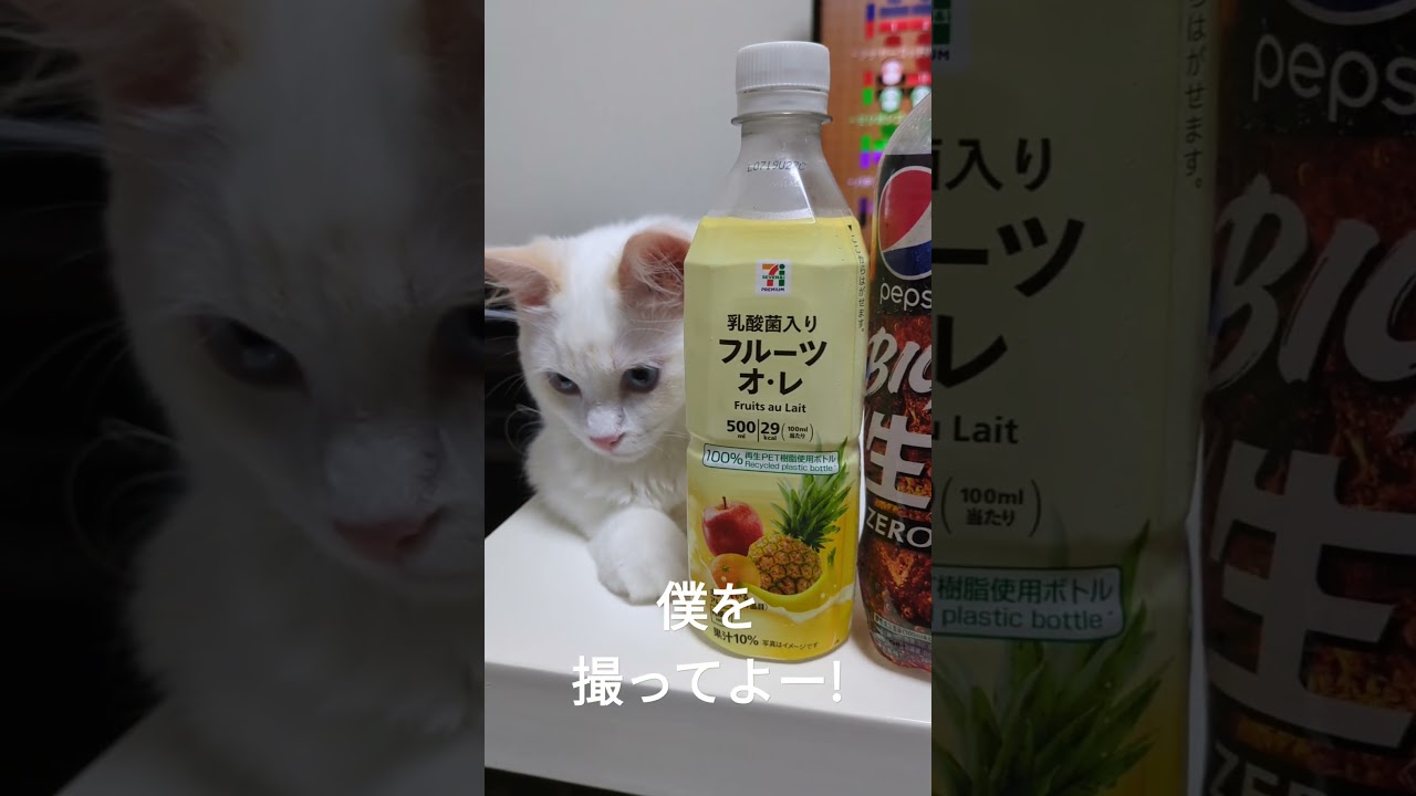 なんかいるね #cat #ラグドール #子猫 #猫ちゃん