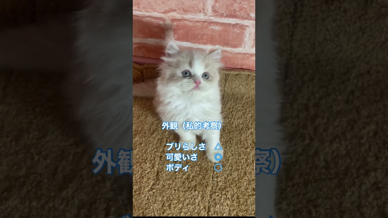 【ブリティッシュロングヘア子猫】愛らしさGOODのブリティッシュ#shorts