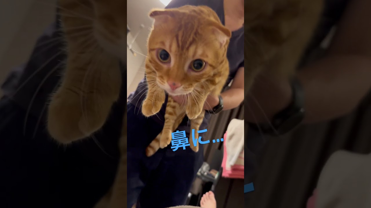 何かついてますよ🐈 #キンカロー #猫 #cat #catlover #catlovers #catvideo #catvideos #고양이 #猫のいる暮らし