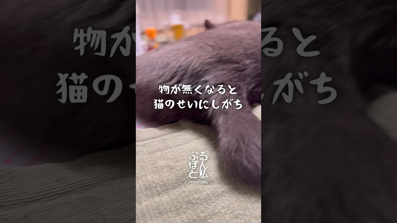 尻尾で返事する猫#shorts#猫 #ロシアンブルー #cat #russianblue