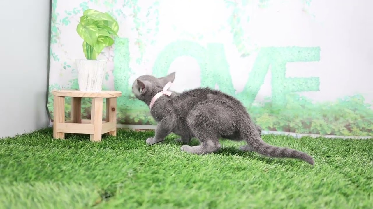 Coo&RIKU　No646216 ロシアンブルー