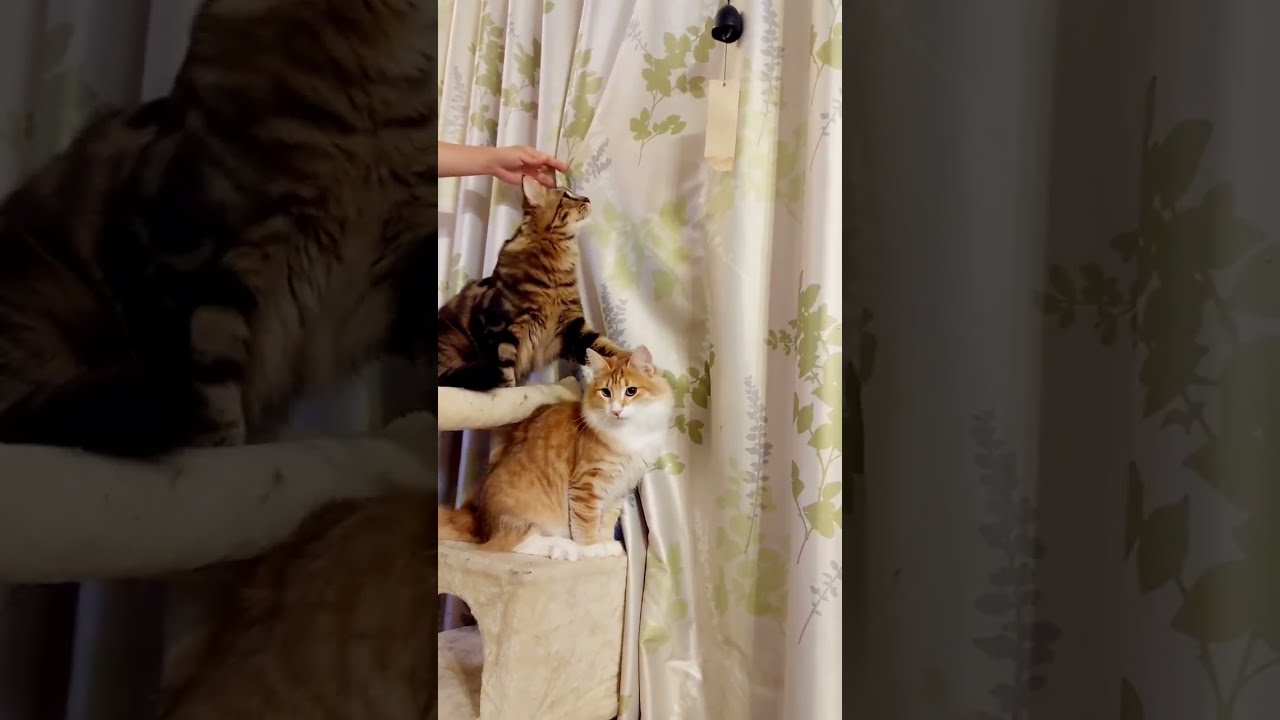 風鈴で遊びたいサイベリアンとノルウェージャンの子猫が必死すぎる