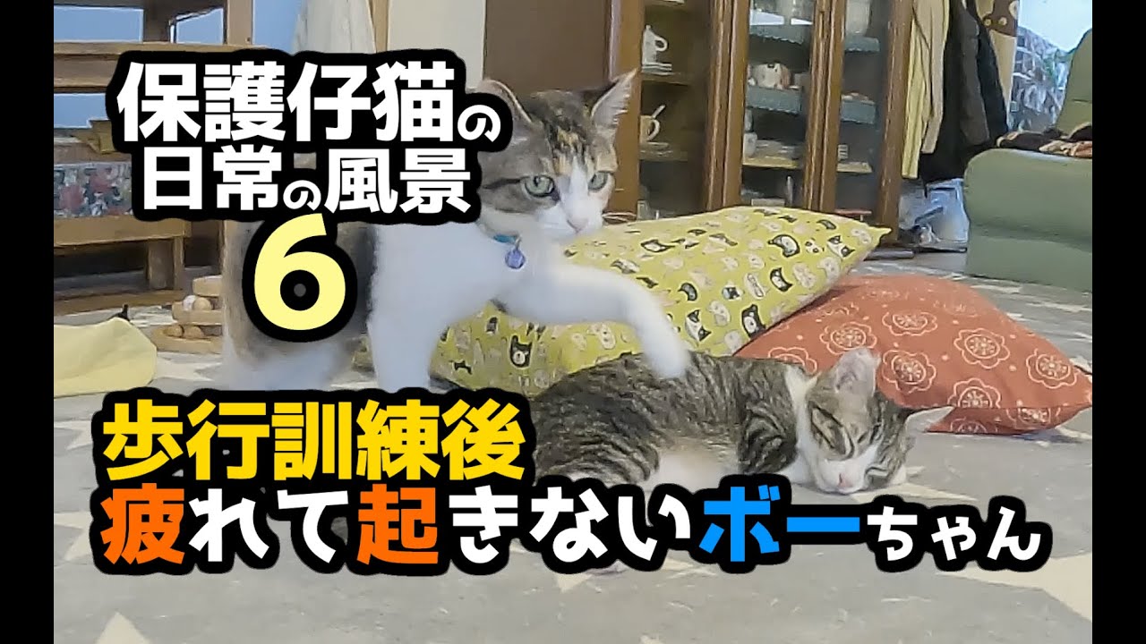 【保護子猫ボーちゃんモコちゃん日記６】歩行訓練後、疲れ果てたボーちゃん＃猫＃cat