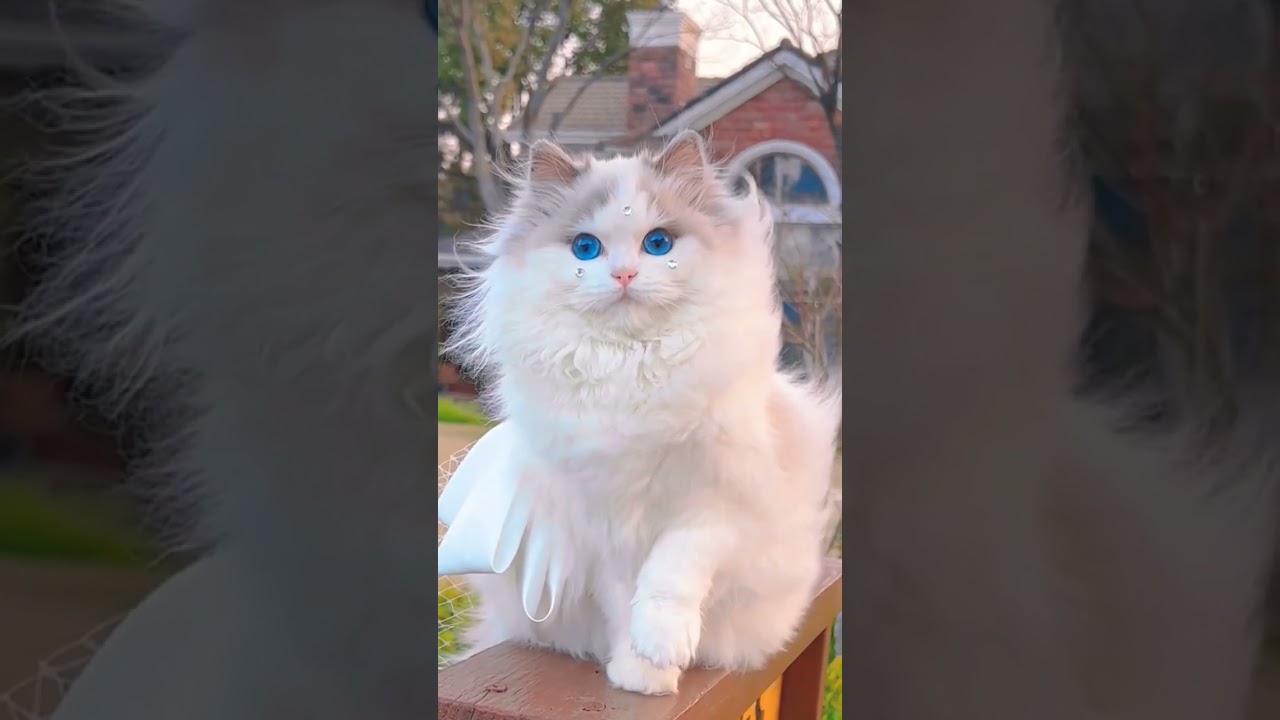 Beautiful Cute Cat#shorts