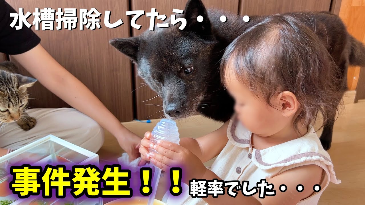 【反省】甲斐犬と猫と子供に魚見せてたらえらいことになった