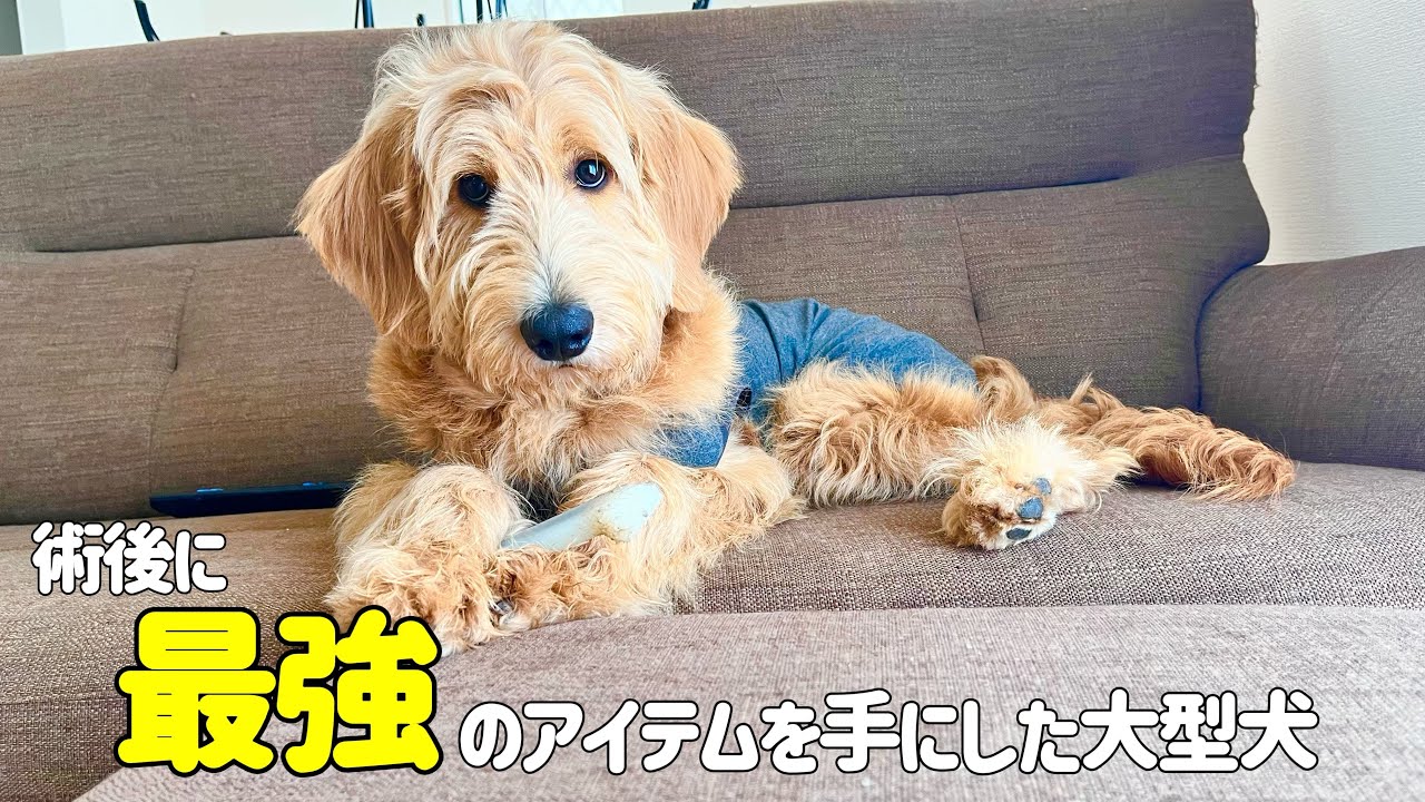 術後の最強アイテムを手にしたゴールデンドゥードル
