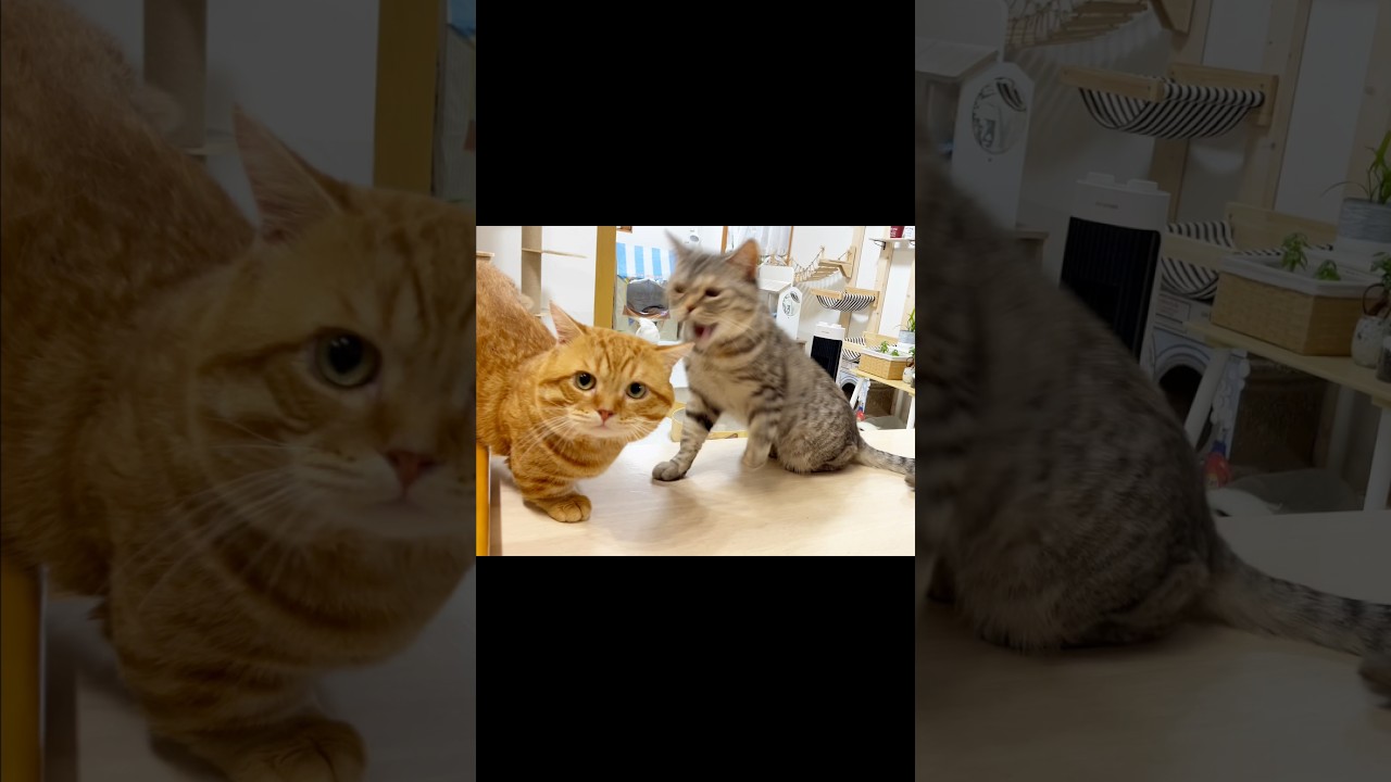 妹のお尻の匂いを嗅いだらママに怒られたお兄ちゃん #猫 #マンチカン #shorts