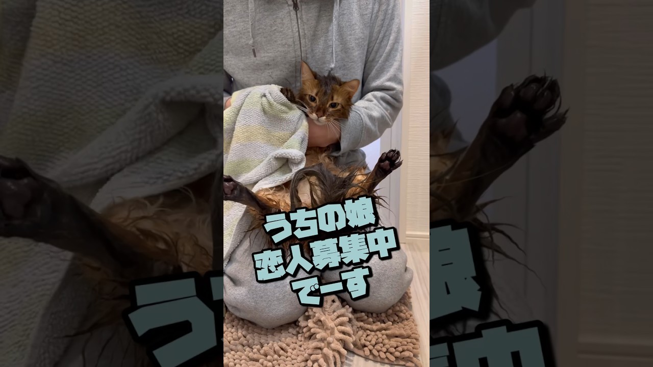 ２歳８ヶ月うちの箱入りニャンコ