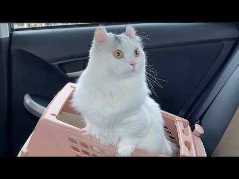 ちょいとドジな短足猫ってこんな感じ