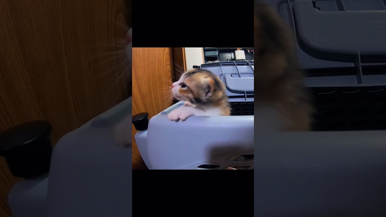 可愛い鳴き声でピンチを伝える子猫 #cat #gatto #kitten #meow