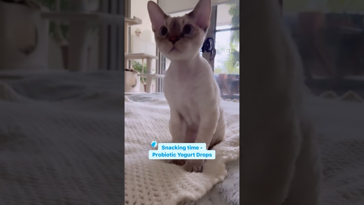 Devon Rex Cat - Chimi enjoying his favourite treats after his lunch😋大好きなおやつの時間🧡#devonrex#デボンレックス